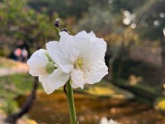 -桃花涧
