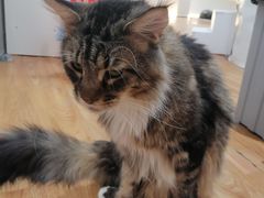 -COLOR PETS 撸猫馆·购猫·猫咖(长风大悦城店)