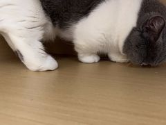 -瑞派康怡24h宠物医院·犬猫医疗中心·微创绝育(瑞景分院)