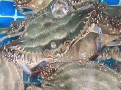 -宾朋海鲜特色美食餐厅·纯手工鲅鱼水饺(兴海路店)