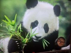 景点-成都大熊猫繁育研究基地