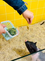 -神奇动物撸宠馆·羊驼·小浣熊·异宠(豫园店)