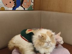 -MOCHA明星猫咖(田子坊店)