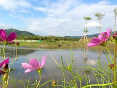 -亚龙湾国际玫瑰谷