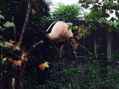 -成都大熊猫繁育研究基地