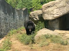 -都江堰中华大熊猫苑