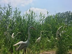 -溱湖国家湿地公园