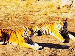 -沈阳森林动物园