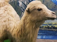 -郑州自然博物馆(惠济区)