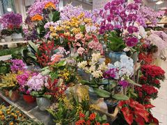 -双季花艺园艺市场(浦东店)