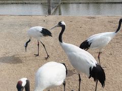 -盐城丹顶鹤湿地生态旅游区