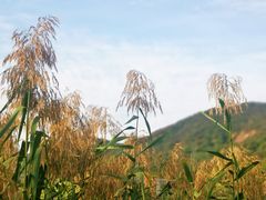 -长广溪湿地公园