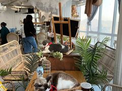 -共舞时光猫咖·狗咖(新街口店)
