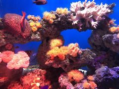 -烟台海昌鲸鲨海洋公园