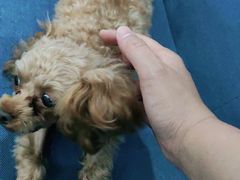 -北京恒爱动物医院(清景园分院)