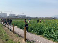 -田园东方蜜桃村的田野营地