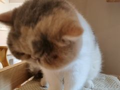 -More Fun猫咖 二十只万元加菲主题