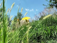 -野鸭湖国家湿地公园