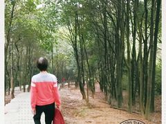 -火炉山森林公园