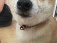 -是阿柴呀！柴犬咖啡·爱喵喵猫咖