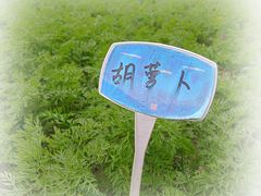 -八卦田遗址公园