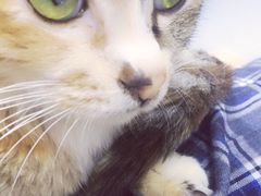 -菲丽丝宠物医院·24小时·猫科中心·免疫点(淮海分院)