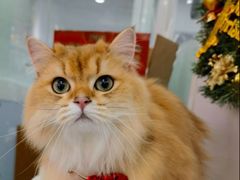 -爱洗澡的猫(望京店)