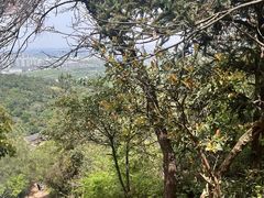 -树山生态村