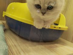 -momokira米努特·德文卷毛猫·棉花面纱犬