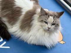 -鼓捣猫呢主题猫咖店