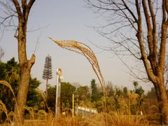 -白鹭湾湿地公园