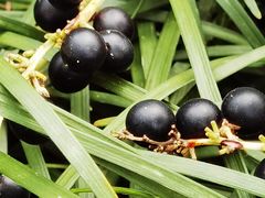 -广州神农草堂中医药博物馆