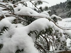 -武陵山森林公园