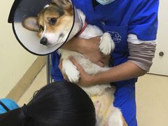 -芭比堂动物医院广州顽皮分院
