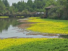 -桤木河湿地公园