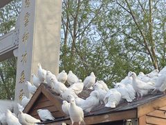 -天津妈祖文化园