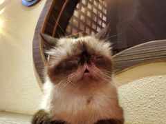 -more than meow吴止猫主题餐厅(承德 中船汇店)