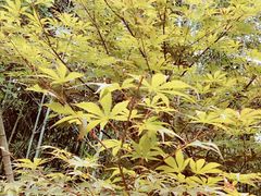 -鑫福楼农家菜
