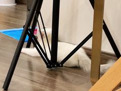 -瑞派宠物医院·24小时骨科·心脏·核磁(哈尔滨南岗店)