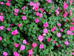 -庐山风景区花径公园