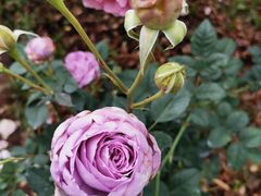 -人民公园(罗湖区)