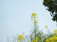 -田园东方蜜桃村的田野营地