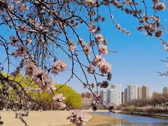 -桃花堤公园