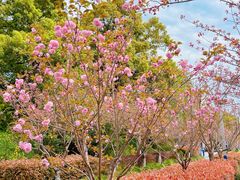 -高东镇樱花园
