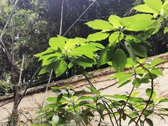 -懒鱼时光馆(沙坪坝店)