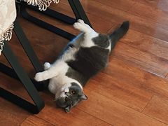 -BABIT巴比特宠物(MOMOPARK店)