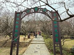 -香雪海