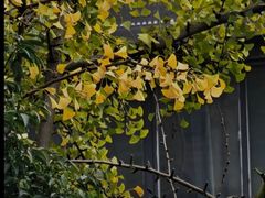 -成都市活水公园
