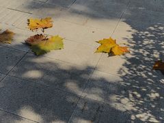 -重庆市江北嘴中央商务区中央公园