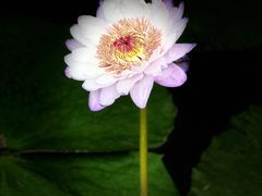 -国家植物园